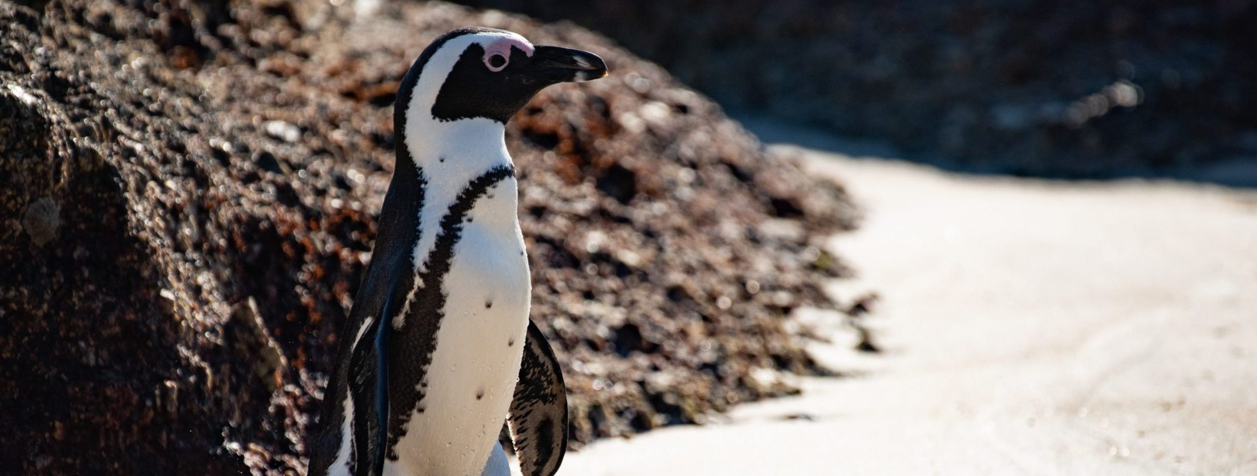A Fighting Chance for Critically Endangered African Penguins